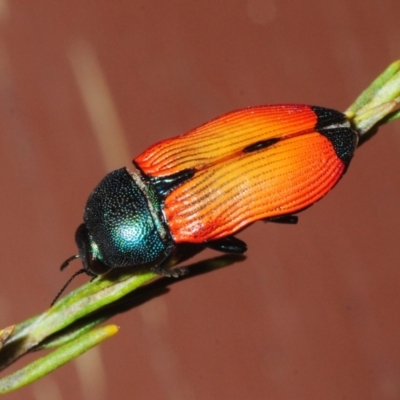 Castiarina robusta (Jewel Beetle) at Irymple, NSW - 2 Oct 2019 by Harrisi