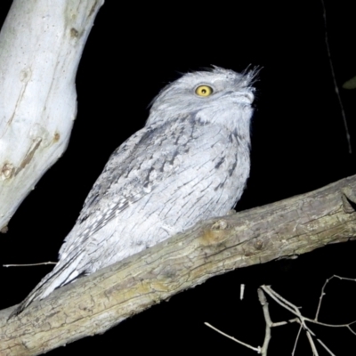 Podargus strigoides (Tawny Frogmouth) at Splitters Creek, NSW - 21 Aug 2021 by WingsToWander