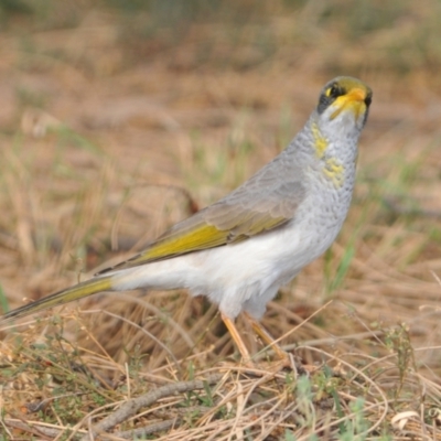 Manorina flavigula (Yellow-throated Miner) at Yenda, NSW - 13 Apr 2009 by Harrisi