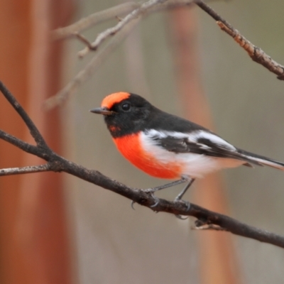 Petroica goodenovii (Red-capped Robin) at Binya State Forest - 11 Apr 2009 by Harrisi