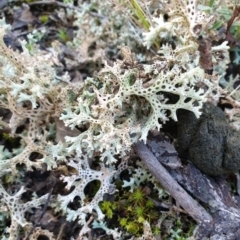 Cladia corallaizon at Aranda Bushland - 20 Aug 2021 by drakes