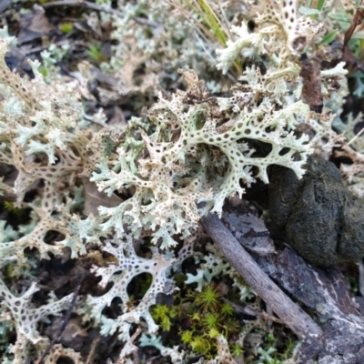 Cladia corallaizon at Holt, ACT - 20 Aug 2021 by drakes