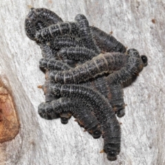 Perga sp. (genus) (Sawfly or Spitfire) at Acton, ACT - 30 Jul 2021 by TimL