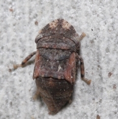 Unidentified Leafhopper & planthopper (Hemiptera, several families) at Acton, ACT - 6 Aug 2021 by TimL