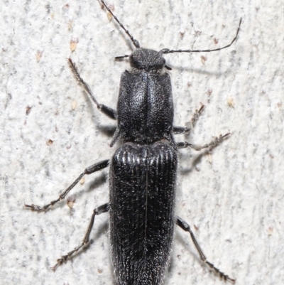 Crepidomenus fulgidus (Click beetle) at Acton, ACT - 30 Jul 2021 by TimL