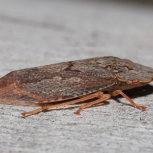 Stenocotis depressa at Acton, ACT - 30 Jul 2021 12:53 PM