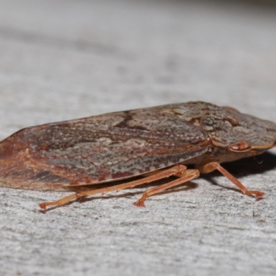 Stenocotis depressa (Leafhopper) at Acton, ACT - 30 Jul 2021 by TimL