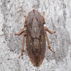 Stenocotis depressa at Acton, ACT - 30 Jul 2021 12:53 PM