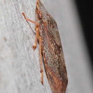 Stenocotis depressa at Acton, ACT - 30 Jul 2021