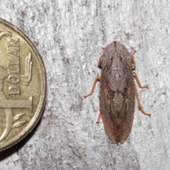 Stenocotis depressa at Acton, ACT - 30 Jul 2021