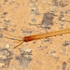 Geophilomorpha sp. (order) (Earth or soil centipede) at Evatt, ACT - 17 Aug 2021 by TimL