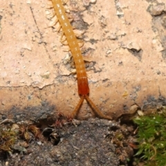 Geophilomorpha sp. (order) at Evatt, ACT - 17 Aug 2021