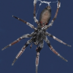 Lampona sp. (genus) (White-tailed spider) at Evatt, ACT - 18 Aug 2021 by TimL