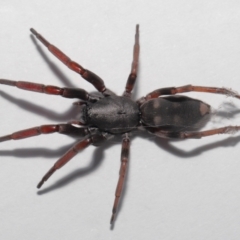 Lampona sp. (genus) at Evatt, ACT - 18 Aug 2021