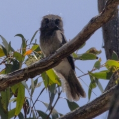 Aegotheles cristatus (Australian Owlet-nightjar) at Bonang, VIC - 30 Nov 2020 by JudithRoach