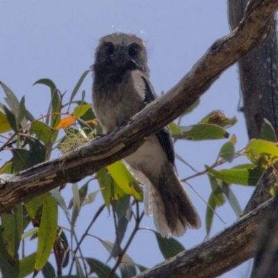 Aegotheles cristatus (Australian Owlet-nightjar) at Bonang, VIC - 30 Nov 2020 by JudithRoach