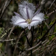 Thysanotus tuberosus (Common Fringe-lily) at Bonang, VIC - 30 Nov 2020 by JudithRoach