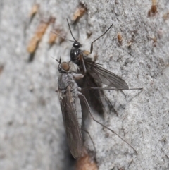 Tipulidae sp. (family) at Acton, ACT - 30 Jul 2021 by TimL