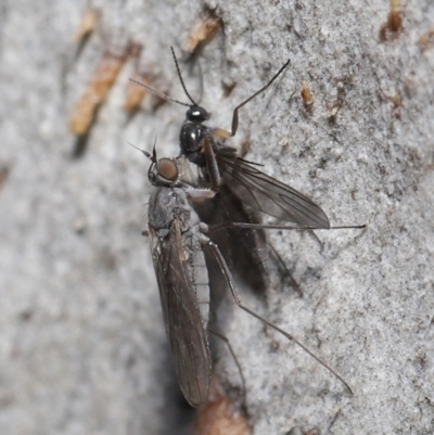 Tipulidae sp. (family) at Acton, ACT - 30 Jul 2021 by TimL