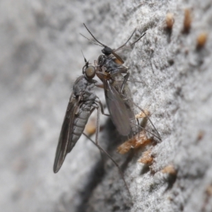 Sciaridae sp. (family) at Acton, ACT - 30 Jul 2021 01:48 PM