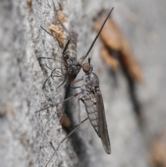 Sciaridae sp. (family) at Acton, ACT - 30 Jul 2021 01:48 PM