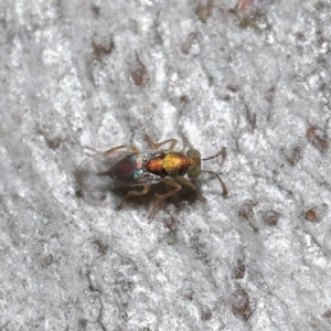 Pteromalidae (family) at Downer, ACT - 30 Jul 2021