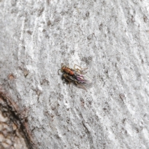 Pteromalidae (family) at Downer, ACT - 30 Jul 2021