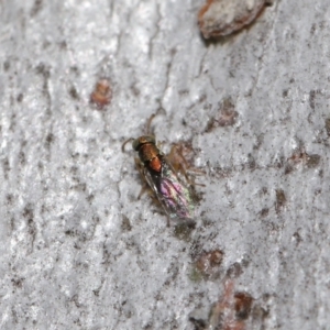 Pteromalidae (family) at Downer, ACT - 30 Jul 2021