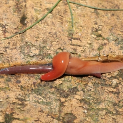 Australoplana alba (A flatworm) at Evatt, ACT - 16 Aug 2021 by TimL