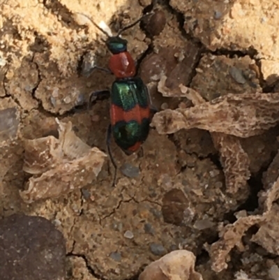 Dicranolaius bellulus (Red and Blue Pollen Beetle) at Tibooburra, NSW - 30 Jun 2021 by Ned_Johnston