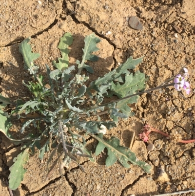 Harmsiodoxa blennodioides (Hairypod Cress) at Tibooburra, NSW - 30 Jun 2021 by NedJohnston