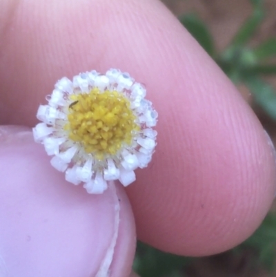 Unidentified Daisy at Tibooburra, NSW - 30 Jun 2021 by Ned_Johnston