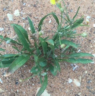 Goodenia sp. at Tibooburra, NSW - 1 Jul 2021 by NedJohnston