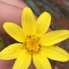 Senecio gregorii (Fleshy Groundsel, Yellow Tops) at Tibooburra, NSW - 1 Jul 2021 by Ned_Johnston