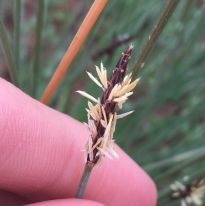 Unidentified Rush, Sedge or Mat Rush at Tibooburra, NSW - 1 Jul 2021 by Ned_Johnston