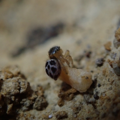 Maratus hesperus by Laserchemisty