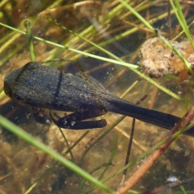 Unverified Frog by Laserchemisty