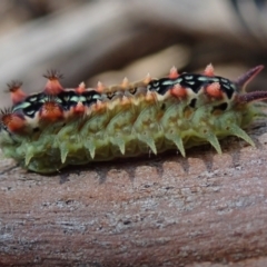 Doratifera quadriguttata (Four-spotted Cup Moth) at Bonang, VIC - 4 Apr 2021 by Laserchemisty