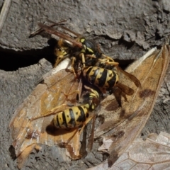 Vespula germanica (German Yellowjacket Wasp (also known as European Wasp)) at Bonang, VIC - 6 Mar 2021 by Laserchemisty