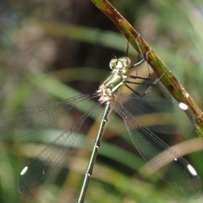 Synlestes weyersii (Bronze Needle) at Bonang, VIC - 6 Mar 2021 by Laserchemisty