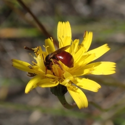 Unidentified Bee (Hymenoptera, Apiformes) by Laserchemisty