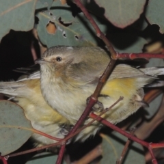 Smicrornis brevirostris (Weebill) at Tennent, ACT - 7 Jul 2021 by michaelb