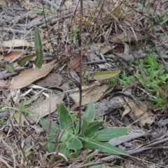 Podolepis jaceoides (Showy Copper-wire Daisy) at Six Mile TSR - 10 Jul 2021 by michaelb