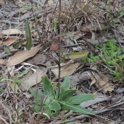 Podolepis jaceoides (Showy Copper-wire Daisy) at Bungendore, NSW - 10 Jul 2021 by michaelb