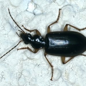 Notagonum submetallicum at Ainslie, ACT - 22 Aug 2021