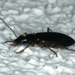 Notagonum submetallicum at Ainslie, ACT - 22 Aug 2021