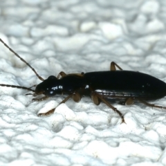 Notagonum submetallicum at Ainslie, ACT - 22 Aug 2021