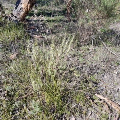 Melichrus urceolatus (Urn Heath) at Farrer Ridge - 23 Aug 2021 by Mike