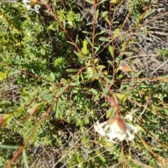 Pimelea linifolia (Slender Rice Flower) at Farrer Ridge - 23 Aug 2021 by Mike