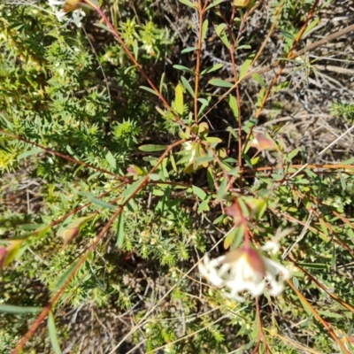 Pimelea linifolia (Slender Rice Flower) at Farrer, ACT - 23 Aug 2021 by Mike